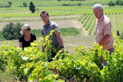 Domaine des Schistes, Vignoble à Estagel
