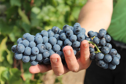 Domaine L'envolée Vignoble à Chalonnes-sur-Loire