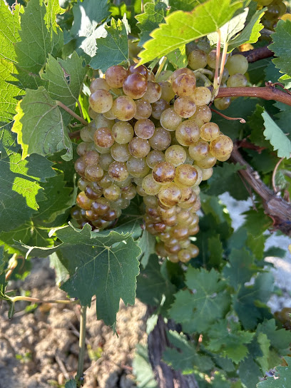 Domaine De Cot Vignoble à la Caunette