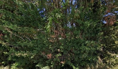 Chateau Buisson, Vignoble à Saint-Méard-de-Gurçon