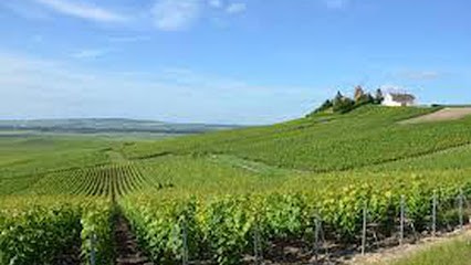 Clarck Patrick, Vignoble à Beaunay