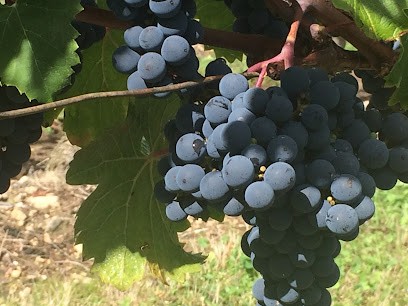 Domaine Lavigne, Vignoble à Varrains