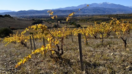 Domaine Boucabeille, Vignoble à Corneilla-la-Rivière