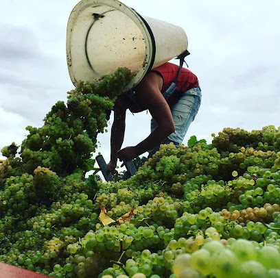 Château Les Donats, Vignoble à Saint-Nexans