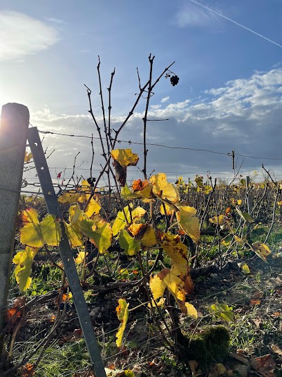 Deline-Mannoury Thierry, Vignoble à Neuville-sur-Seine