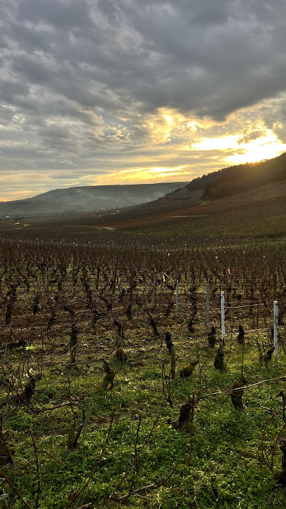 Domaine Caillot Vignoble à Meursault