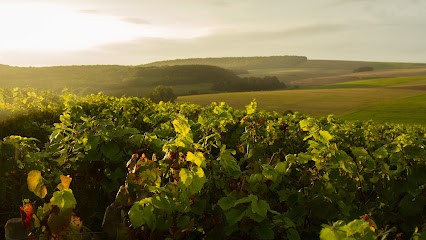 Champagne Romain Billette, Vignoble à Urville