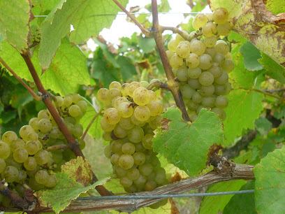 Famille Luneau Vignoble à Vallet