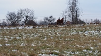 Rominger Bernard, Vignoble à Wuenheim