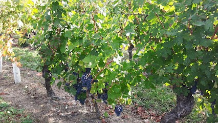 Domaine des Raguenières SARL, Vignoble à Benais