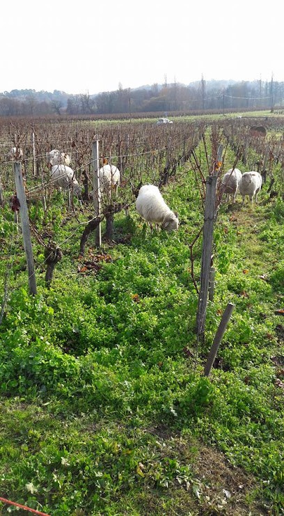 Château Mascard, Vignoble à Saint-Sauveur