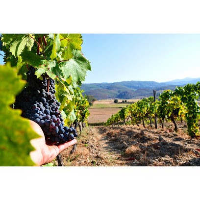 Domaine SANTAMARIA Patrimonio, Vignoble à Oletta