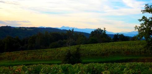 Domaine De La Caillabère, Vignoble à Taron-Sadirac-Viellenave