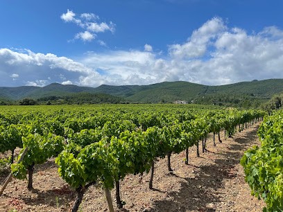 Domaine de l'Orchis Pourpre, Vignoble à Babeau-Bouldoux