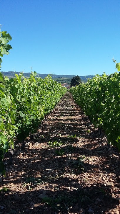 Puech Lazert Laurent Taisse, Vignoble à Saint-Jean-de-la-Blaquière