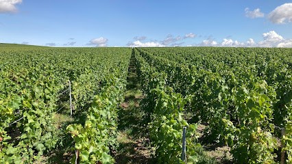 Champagne Didier LAPIE, Vignoble à Vaudemange