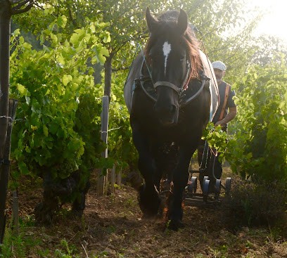 LaTable Rouge, Vignoble à Noizay