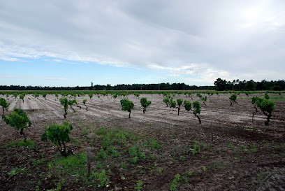 Château Bel Air-Marquis D'Aligre, Vignoble à Soussans