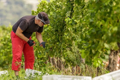 L'Aven Des Nymphes, Vignoble aux Matelles