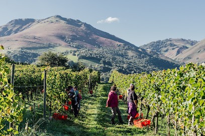 Amama Etxaldea • AOP Irouleguy • Joanes & Naiara, Vignoble à Saint-Étienne-de-Baïgorry