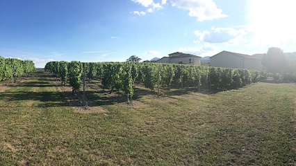 Domaine Auzolle, Vignoble à Cébazat