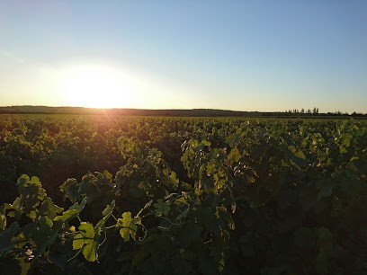 Domaine Beauregard Du Grès, Vignoble à Saint-Gilles