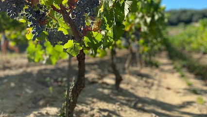 Domaine De Lascamp, Vignoble à Sabran