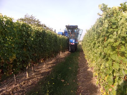 EARL Boumard Jacky, Vignoble à Orée d'Anjou