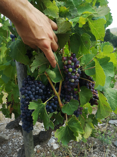 Domaine Vento Vignoble à Calce