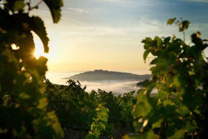Domaine Laporte, Vignoble à Bannay