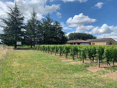Château Vieux Peilhan, Vignoble à Sainte-Terre