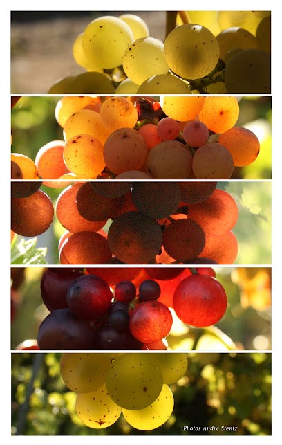 André Stentz, Vignoble à Wettolsheim