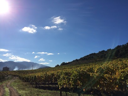 Domaine Vico, Vignoble à Morosaglia