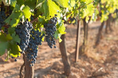 Domaine Les Bastides, Vignoble au Puy-Sainte-Réparade