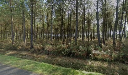 Societe Du Chateau Rieussec, Vignoble à Sauternes