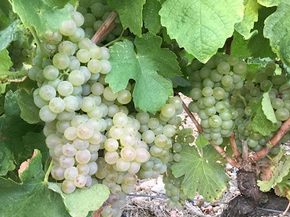 Domain Couron, Vignoble à Saint-Marcel-d'Ardèche