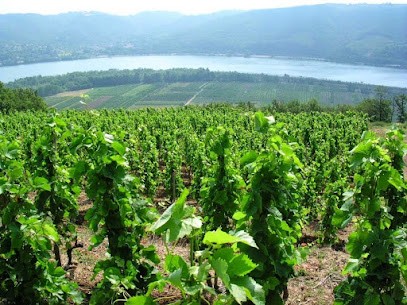Domaine du Château Vieux, Vignoble à Triors