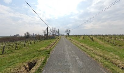 SCEA Vignobles Gauche Tourreau, Vignoble à Saint-Laurent-du-Bois