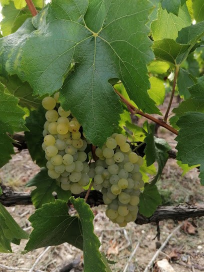 Champagne François Oudard, Vignoble à Villenauxe-la-Grande