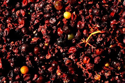 Domaine de la Sarazinière, Vignoble à Bussières