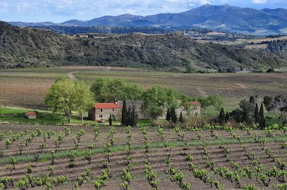 Mas De La Deveze, Vignoble à Tautavel