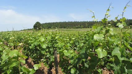 Domaine Jeannin-Naltet, Vignoble à Mercurey