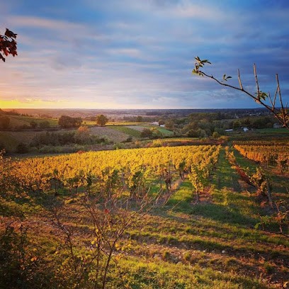 Chateau Peybrun, Vignoble à Gabarnac