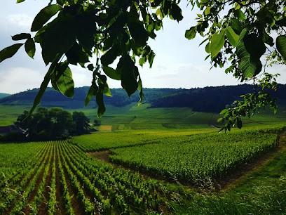 Domaine Dujardin, Vignoble à Monthelie