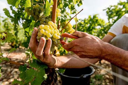 Domaine Des Côtes Blanches - Nicolas Millet Vignoble à Bué