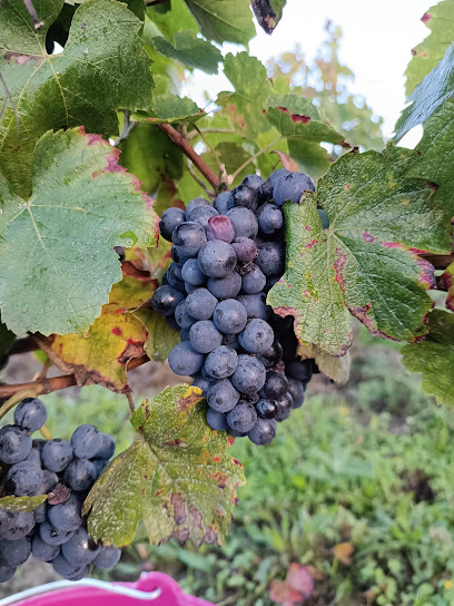 Domaine Des Venelles Vignoble à Plaine-et-Vallées