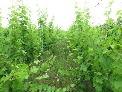 Lissner - Vins D'Alsace Sauvages, Libres Et Vivants, Et ... Bios., Vignoble à Wolxheim