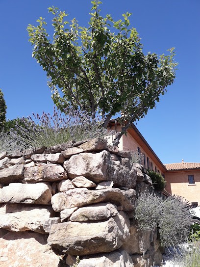 Domaine Lacondemine, Vignoble à Vaux-en-Beaujolais