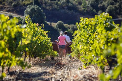 DOMAINE LA SARABANDE, Vignoble à Cabrerolles