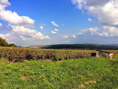 Champagne Caillot-Thibault, Vignoble à Verneuil